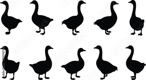duck silhouettes set, waterfowl bird collection, black animal shapes, farm poultry outline, goose duck icons, isolated wildlife design, vector bundle