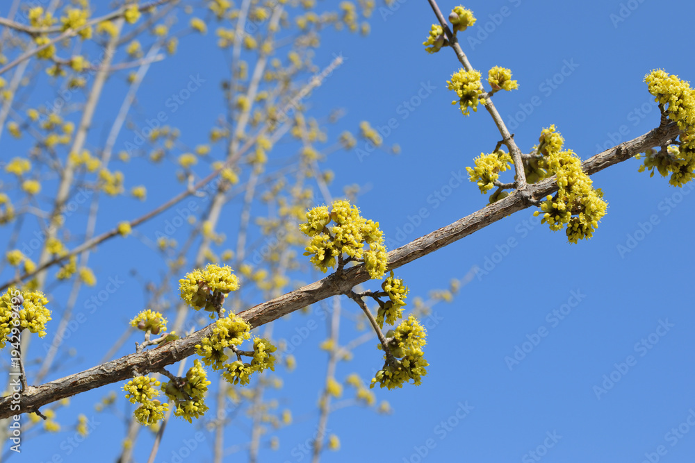 Obraz premium Yellow spring blossoms of Cornelian cherry (Cornus mas) against clear blue sky background.