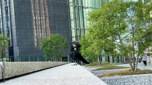Crows in a Tokyo Business District