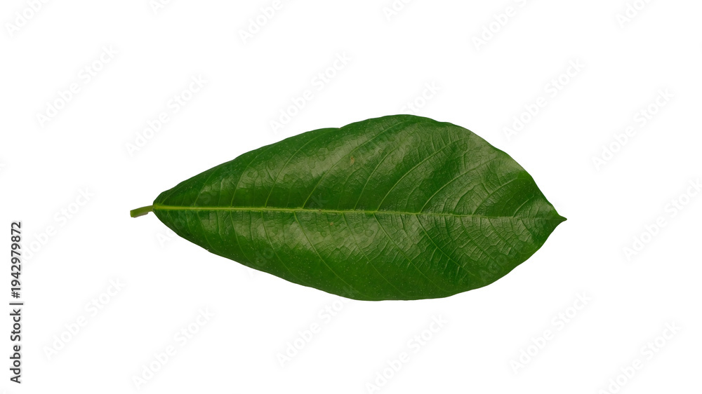 Fototapeta premium Top view of lanceolate green leaf with prominent veins isolated on white background. Tropical foliage concept. Copy space for text. For graphic design, 3D rendering and banners