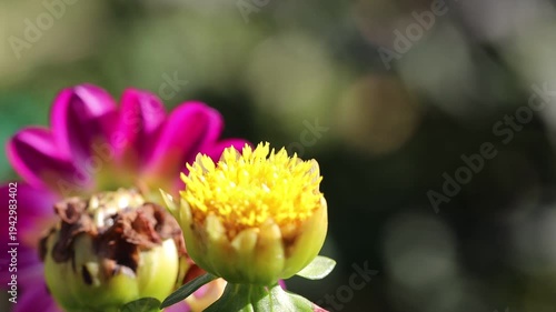 Bumblebee collecting nectar on a white dahlia flower