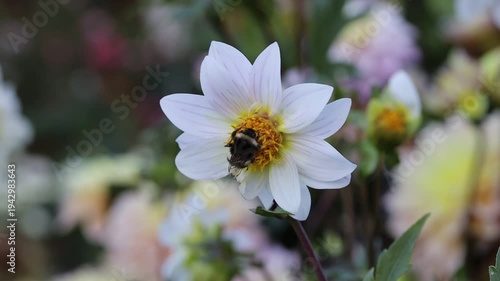 Bumblebee collecting nectar on a white dahlia flower