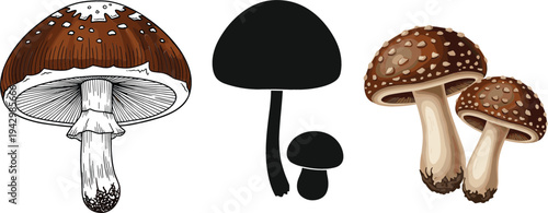 Mushroom Illustration Set with Realistic Toadstool Drawing, Silhouette and Forest Fungi Pair Botanical Vector Collection for Nature and Food Design