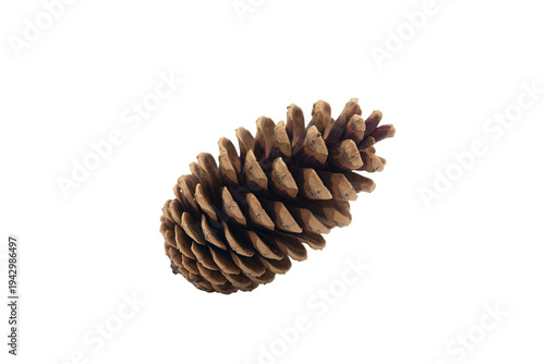 A close-up image of a detailed pinecone showcasing its natural texture and form