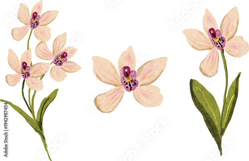 hand paintes pastel peach pink orchid illustration