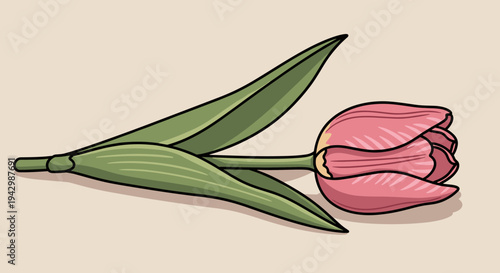 A beautifully illustrated pink tulip with green leaves in a flat design style, perfect for floral themes