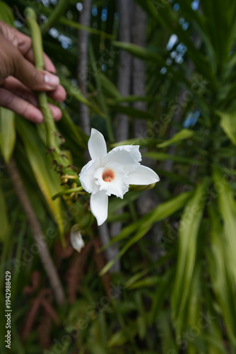 Anse major nature trail, sunny hot day, hand holding wild vanilla vine with white flower, Mahe island, Seychelles