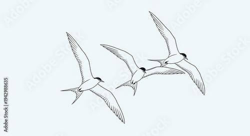 Three seabirds with slender wings and dark caps soar gracefully against a light background