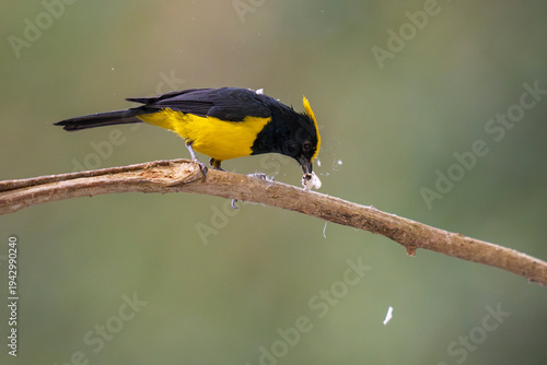 Sultan tit a yellow and black bird on a tree branch
