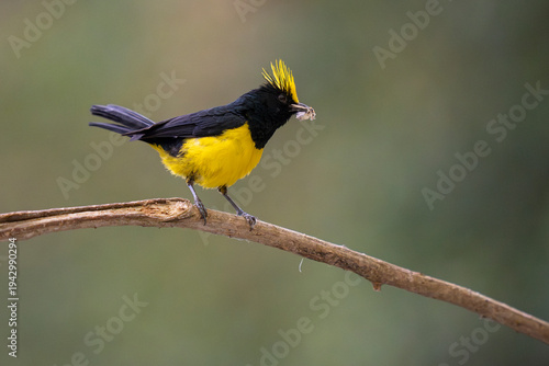 Sultan tit a yellow and black bird on a tree branch
