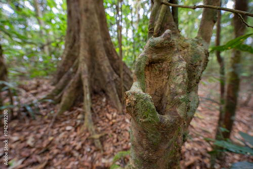 Fényképezés Tropical rainforest trees