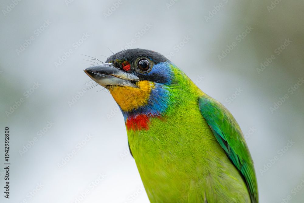 Fototapeta premium Chinese barbet close up portrait