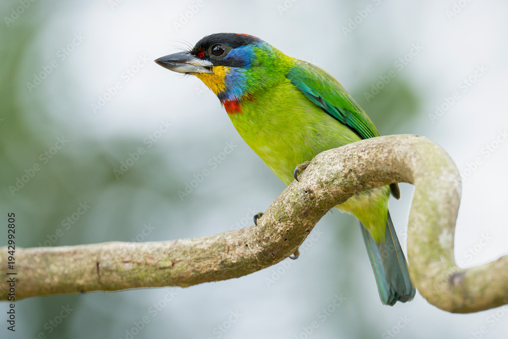 Obraz premium Chinese barbet on a tree branch