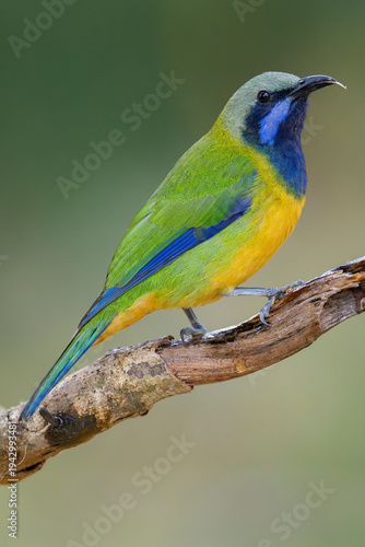 Orange-bellied leafbird male on a tree branch