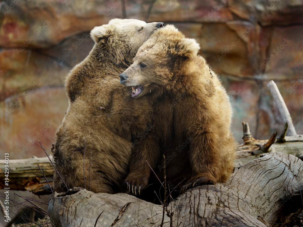 Fototapeta premium Portrait of Himalayan brown bear