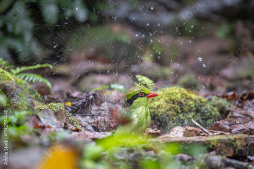 Indochinese green magpie splash in water