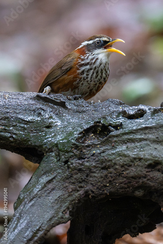 Streak-breasted Scimitar Babbler