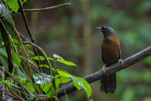 Black-throated laughingthrush in the forest