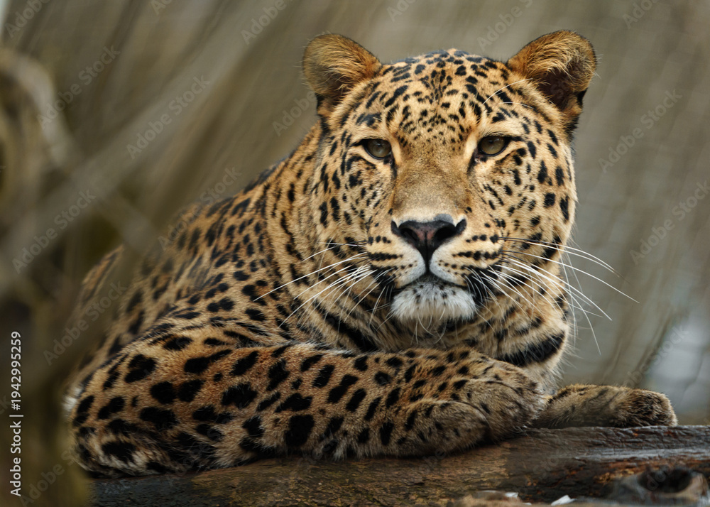 Obraz premium Portrait of Persian leopard in zoo