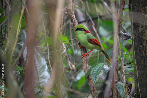 Indochinese green magpie in the forest