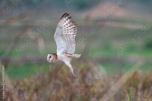Australasian or Eastern grass owl fly