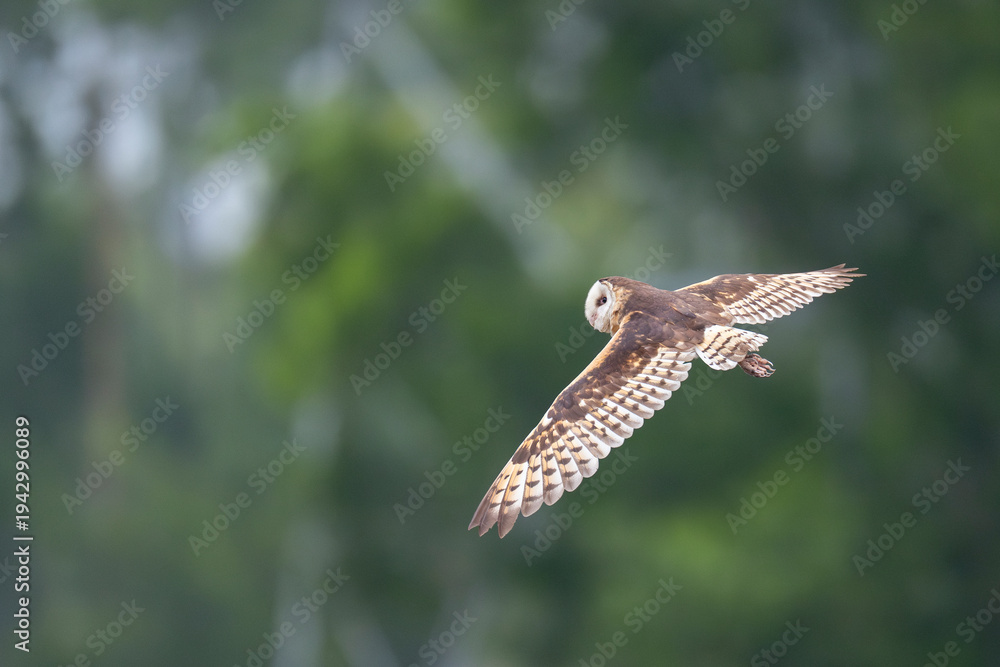 Fototapeta premium Australasian or Eastern grass owl fly