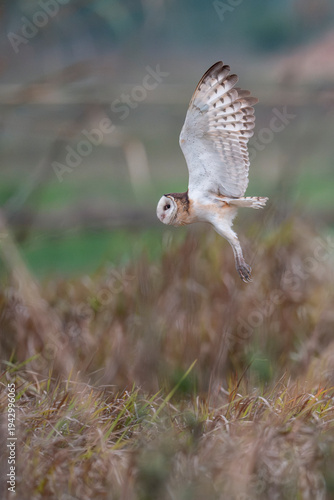Australasian or Eastern grass owl fly