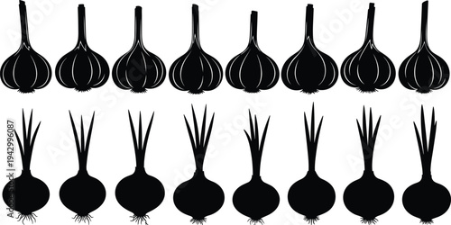 Collection of garlic and onion bulb silhouettes, vegetable vector illustrations for food design, culinary art, farming, and nutrition projects