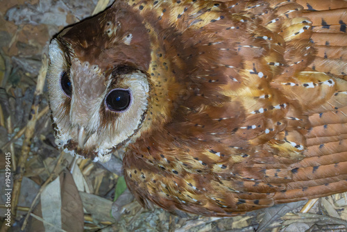 Oriental bay owl close up