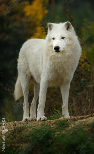 Canvastavla Portrait of Arctic wolf in autumn
