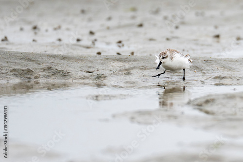 Spoon-billed sandpiper in the sand