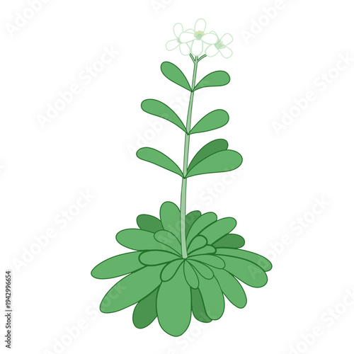 モデル生物シロイヌナズナの植物イラスト ベクター素材
