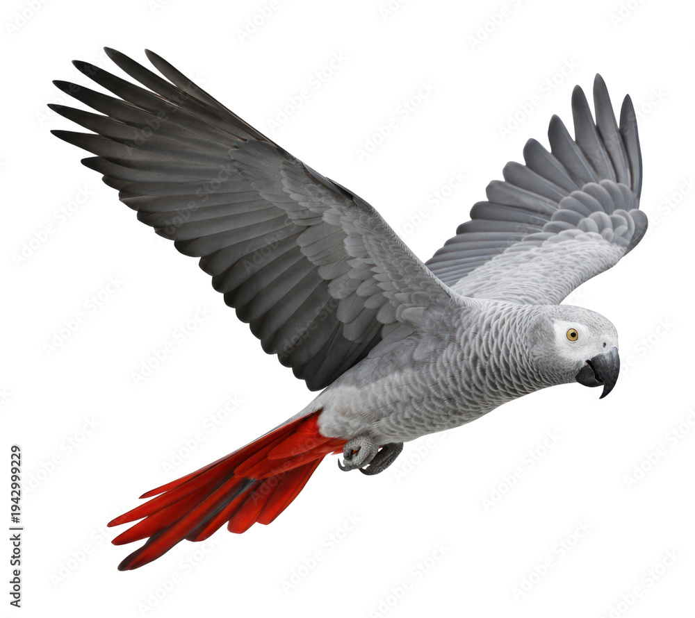 Obraz premium PNG Graceful parrot soaring mid-flight.