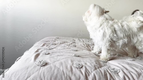 White Maltese dog scolding barking at mixed breed puppy on bed — funny authentic dog social behavior interaction indoor
