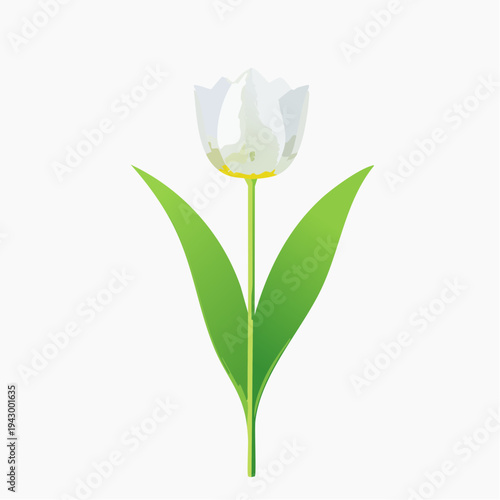Single Spring Tulip Flower on Green Stem with Leaf Vector Illustration Isolated on White Background for Floral Graphic Design, Nature, and Garden Greeting Card Elements