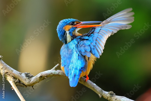 Kingfisher on a branch