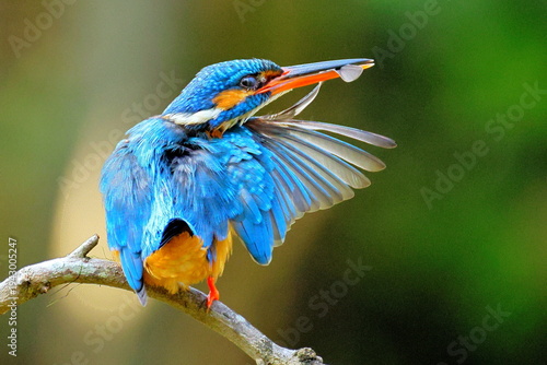 Kingfisher on a branch