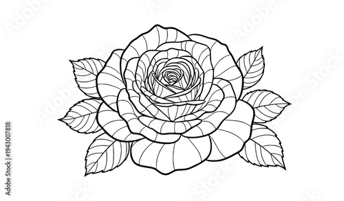 Beautiful rose flower coloring page vector black and white line art floral illustration