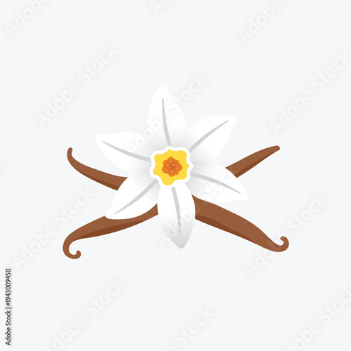 Flat vector illustration of a vanilla flower with vanilla beans. Clean botanical spice design isolated on white background