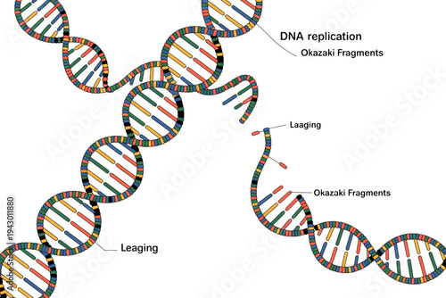 DNA replication process with Okazaki fragments and leading strands