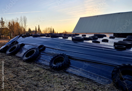 silage bunker pit or clamp. vital part of modern farming, essentially acting as giant pickling station for animal feed. ​Farmer preserve green foliage crops can feed their livestock cattle or sheep 