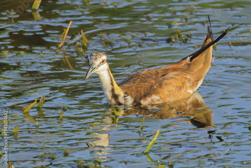 Birds of SL