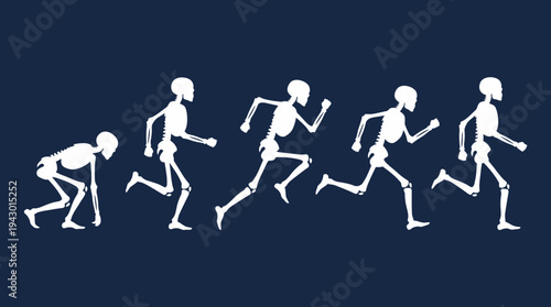 A sequence of white skeleton figures illustrating the stages of running on a dark blue background, showing motion and human anatomy.