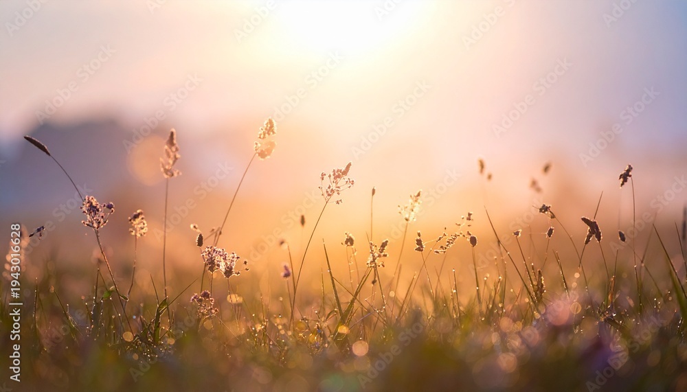 Fototapeta premium Golden sunrise meadow with wild grass and flowers soft bokeh background