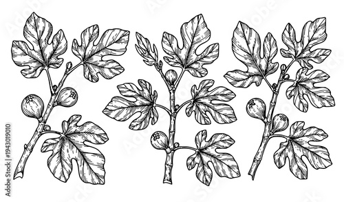 Botanical fig branch illustration set with detailed leaves hand drawn ink line art vector for menu and packaging design