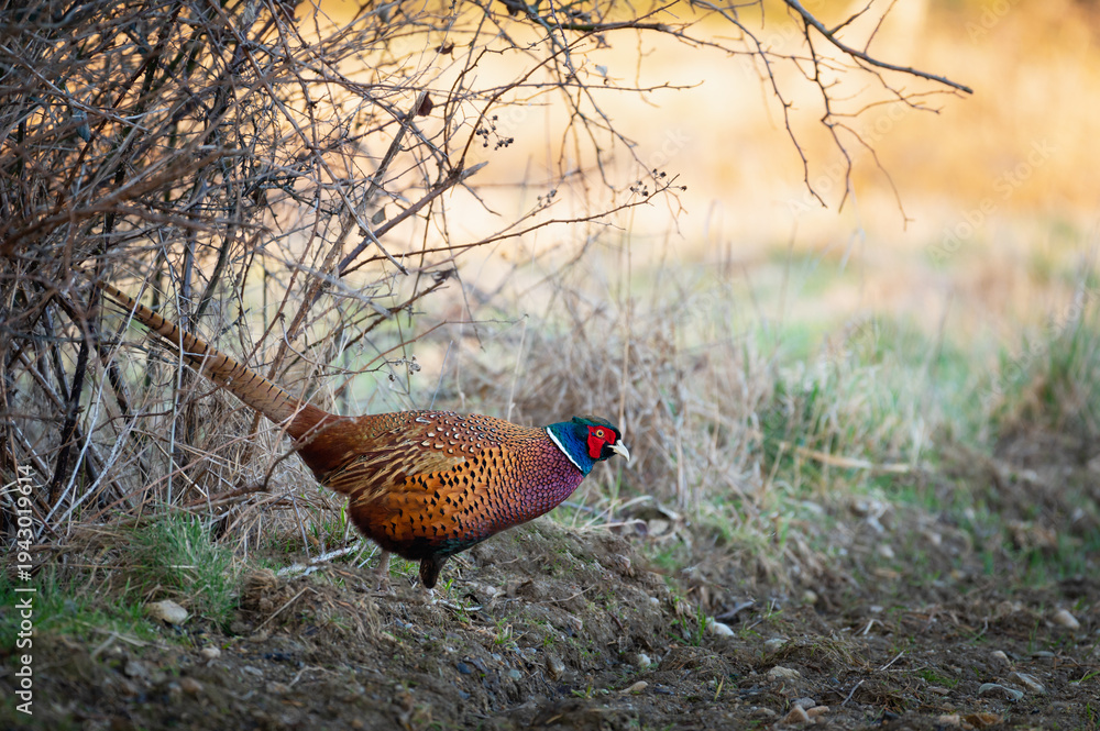 Fototapeta premium Ring necked pheasant male bird walks out of a bush