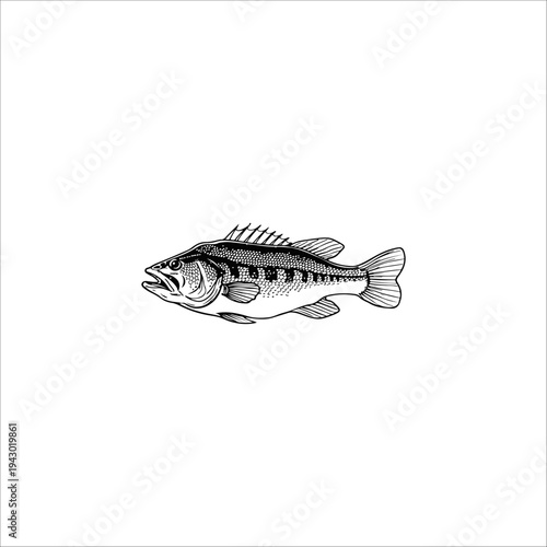 Freshwater fish sketches hand-drawn illustrations