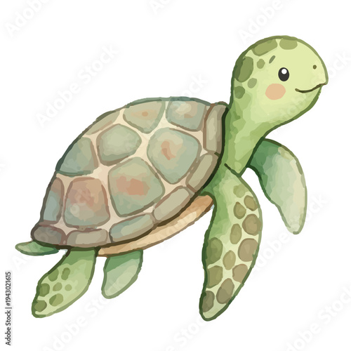 Cute turtle on a white background with shell isolated nature wildlife pet reptile