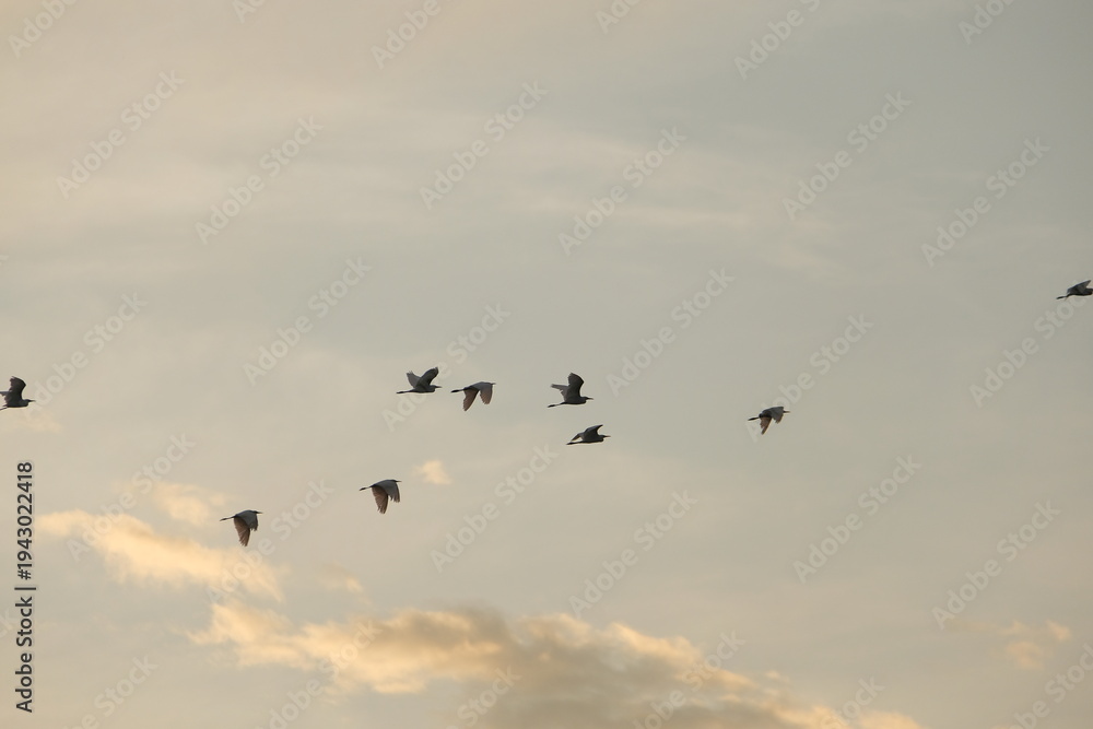 Obraz premium A group of white egrets flying in formation. This is a high-quality wildlife photograph capturing the migration of birds through a serene sky.