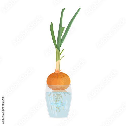 Sprouting onion in glass of water. Onion bulb growing green sprouts and roots in jar of water.Plant propagation.Sustainable home windowsill gardening.Project for kids or basic hydroponic method.Vector